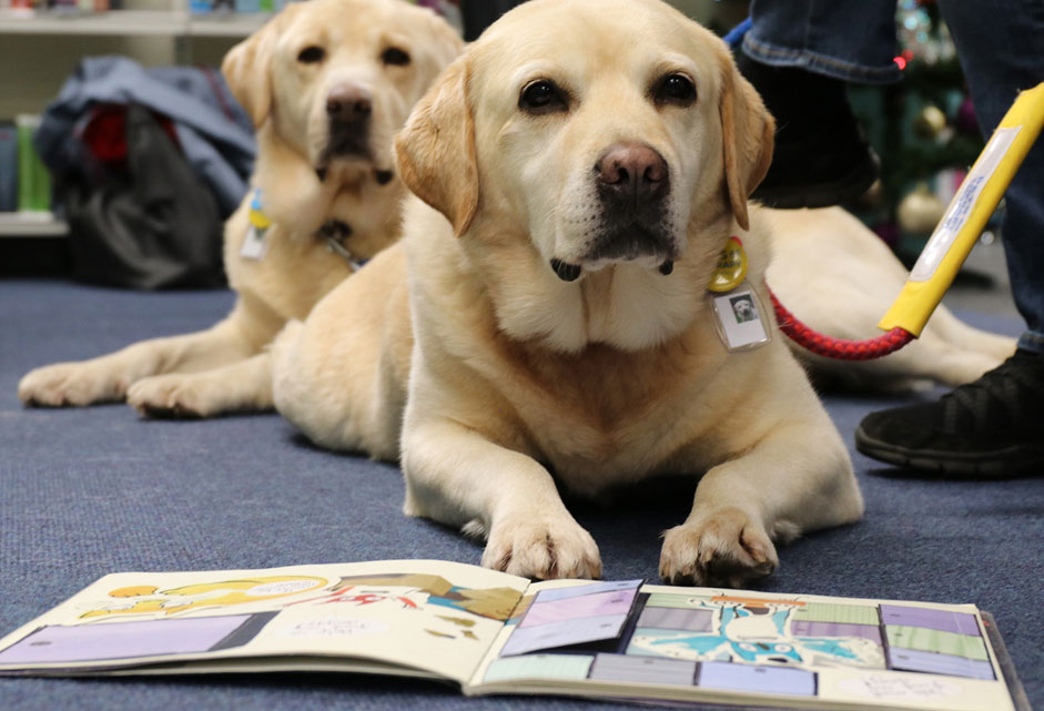 A dog reading a book