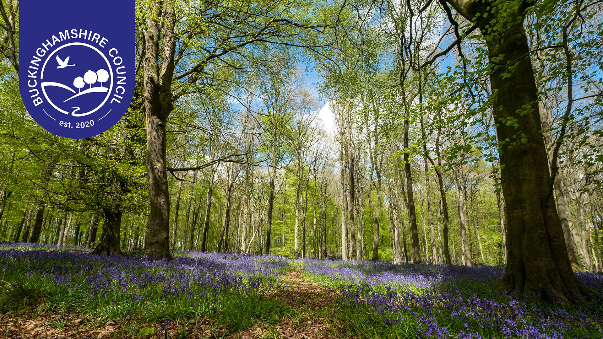 SPRING Bluebells at Dockey Wood Ashridge Estate
