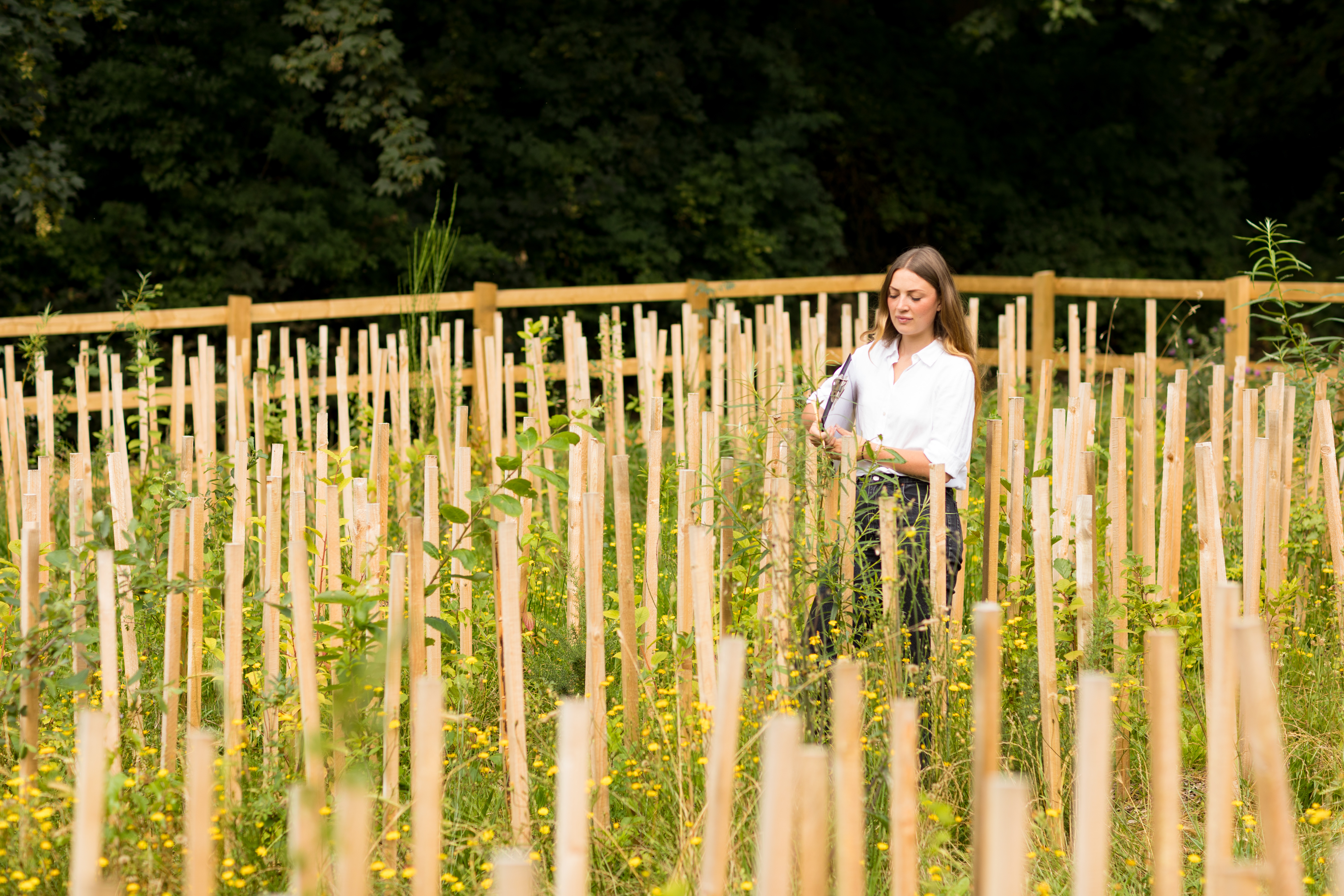 Girl in a field of newly planted trees