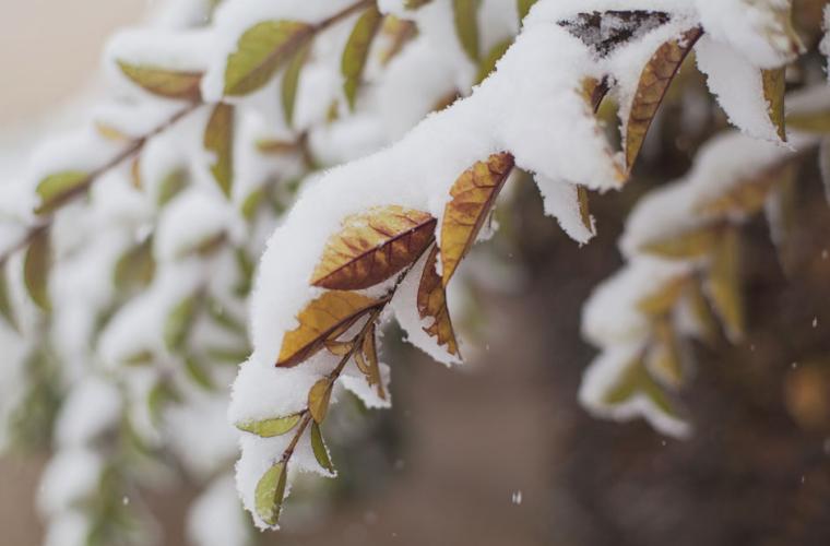 Close up of snow on branches