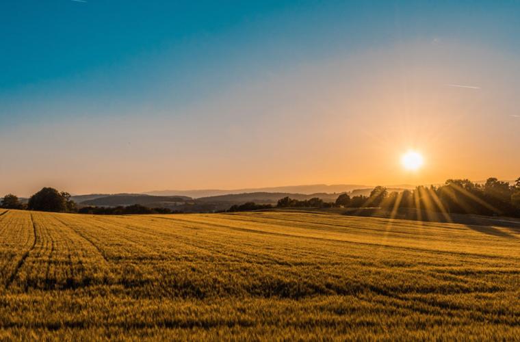 Field at sunset