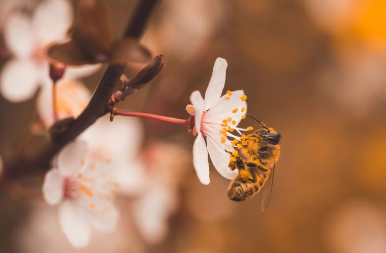 Honey bee pollinating a flower