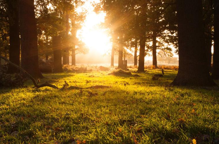 Richmond Park at sunrise