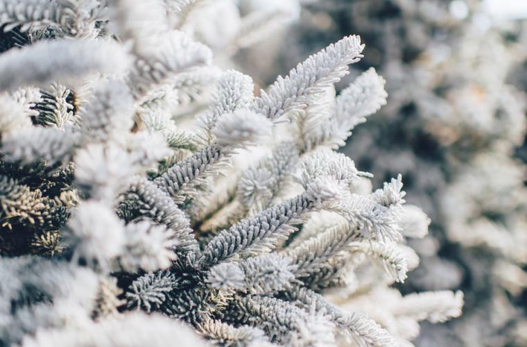 Snow on branches