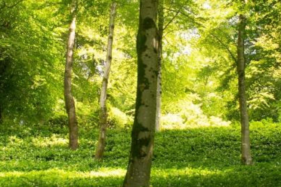 forest small