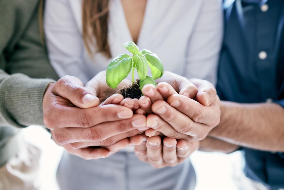 hands holding a baby plant